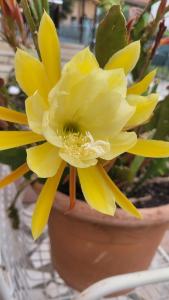 Fotografie z fotogalerie ubytování Albergo Villa Mimosa v destinaci Nago-Torbole