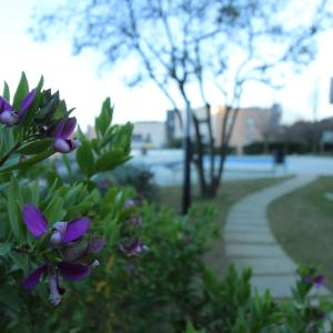 a garden with purple flowers and a sidewalk at Apartments Sa Boadella, Lloret de Mar - Costa Brava in Lloret de Mar