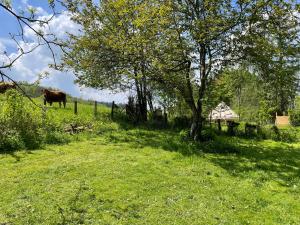une vache debout dans un champ herbeux avec un arbre dans l'établissement Grange de Lesse, à Libin