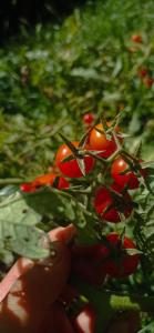 un primer plano de un montón de tomates en una planta en Florinda en San Salvador de Jujuy