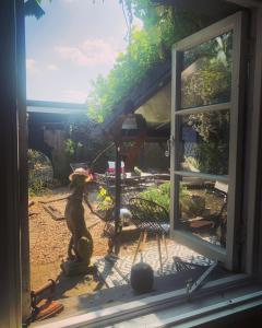 チェルトナムにあるCHARMING COTTAGE & GARDENの庭の犬像付き窓