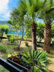 two palm trees and flowers in a garden at Apartment Monte Rosa in Mali Lošinj