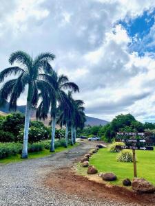 Campervan/Maui hosted by Go Camp Maui في كيهي: مجموعة من أشجار النخيل على طريق الحصى