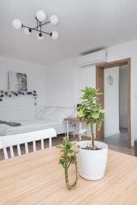 een woonkamer met twee planten op een tafel bij Apartament Nowy Świat 3 in Gliwice