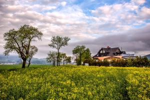a house in the middle of a field of yellow flowers at Vila Fenix B&B in Ružomberok