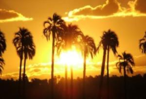 a group of palm trees in front of a sunset at Colòn Centro - Departamento 2 a 4 personas in Colón