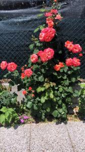 Giardino di Sensory Garden
