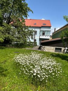 un champ de fleurs blanches devant un bâtiment dans l'établissement Apartment Regina, schnelles Internet, à Knittelfeld