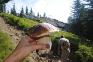 Fotografie z fotogalerie ubytování Апартаменти БАРВА v destinaci Beloberëzka