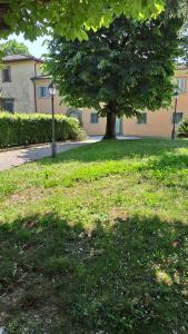 un árbol en medio de un campo de hierba en Dépendance in Villa Albachiara e Primaluce en Carmignano