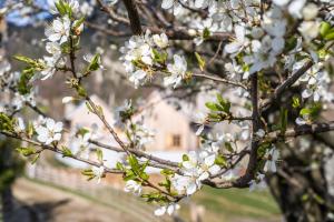 Una rama de un árbol con flores blancas. en IKI Retreat Magura, en Măgura