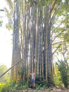 Un uomo in piedi di fronte a una foresta di bambù di Finca Bambú Del Valle a Santa Clara