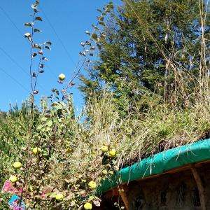 Espacio Los Revellines في بانغويبولي: شجرة تفاح عليها تفاح بجانب بعض الاشجار
