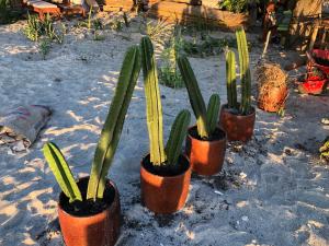 a group of four plants in pots on the ground at La Bohème in Gili Air
