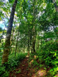 a forest filled with lots of trees and plants at Canto del Tucán Lodge and Farm in Golfito