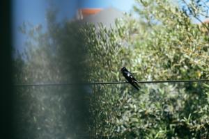 un pequeño pájaro sentado en un alambre en Pharia Hotel and Apartments - by the beach, en Hvar