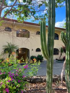 a cactus in a garden in front of a building at Oceanview Rancho With Two Bedroom & Two Baths in Coco