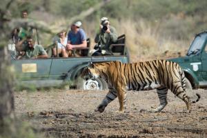 a tiger walking in front of a group of people at Hotel Ranthambore Regency in Sawāi Mādhopur