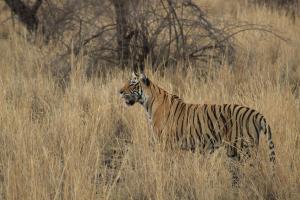 a tiger standing in a field of tall grass at Hotel Ranthambore Regency in Sawāi Mādhopur