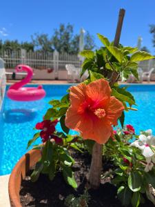 un fiore in un vaso accanto alla piscina di La Casa del Sole a Salerno