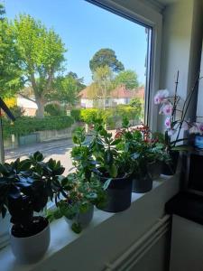 una fila de plantas en macetas sentadas en el alféizar de una ventana en 1bedroom flat wt ext sofa chair, en Horsham