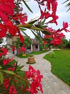a group of red flowers in a yard at Demis Apartments in Sidari