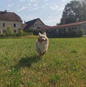 和主人一起入住Gîte 4 étoiles dans le Jura - Lagoon的宠物