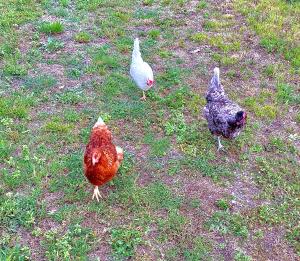 tres pollos y un pato blanco de pie en la hierba en LA GINESTRA B&B en Fosdinovo