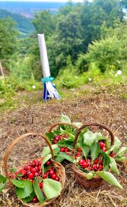 Una cesta de cerezas sentada en la cima de una colina. en LA GINESTRA B&B en Fosdinovo