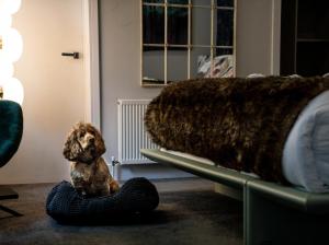 a dog sitting on a dog bed next to a couch at Broomhill Estate Boutique Art Hotel in Barnstaple