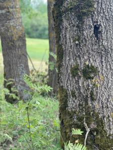 a tree with moss growing on the side of it at Chata Mazurska in Orzysz