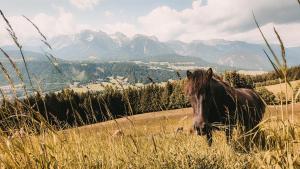a horse standing in a field with mountains in the background at Posers Bergwelt B&B in Schladming