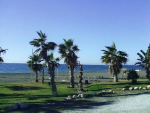 un grupo de palmeras en una playa con el océano en La Kentia en Rincón de la Victoria