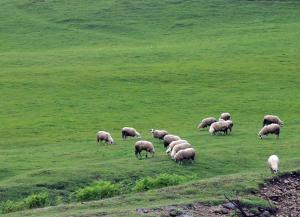 Altri animali domestici presso lo chalet o nei dintorni