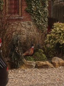 Animals at the vacation home or nearby 