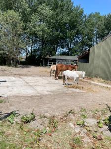 een groep paarden die naast een gebouw staan bij The Horse Farm in Garnwerd