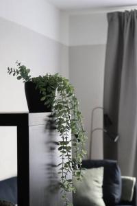 a plant in a vase sitting on a table at Dzīvoklis ar skatu pār Alūksni in Alūksne