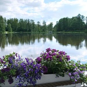 uma caixa de flores com flores roxas em frente a um lago em Dolina Witówki em Mrozy