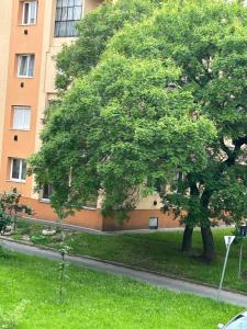 a tree in the grass next to a building at Sophie’s Urban Nest in Miskolc