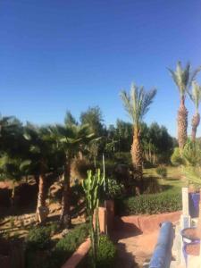 a group of palm trees in a garden at Villa Jolyamelkis - golf Marrakech in Marrakech
