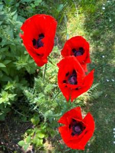 a group of red poppies in the grass at Idyllisches Appartement nahe Ostsee und Schlei in Rabenkirchen-Faulück