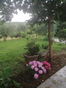 Ein Garten an der Unterkunft Apartman Petovic