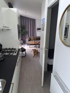 a dog sitting in the middle of a kitchen at Heimathafen in Lathum