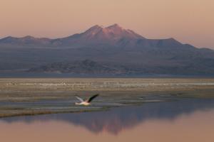 um pássaro a voar sobre um corpo de água com uma montanha em Our Habitas Atacama em San Pedro de Atacama