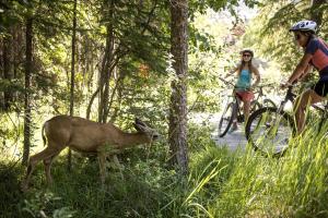 a couple of people riding bikes and a deer on a trail at Panorama Mountain Resort - Ski Tip / Tamarack Condos in Panorama