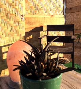 a plant in a green pot next to a chair at Sunset Paradise - Todos Santos in Todos Santos