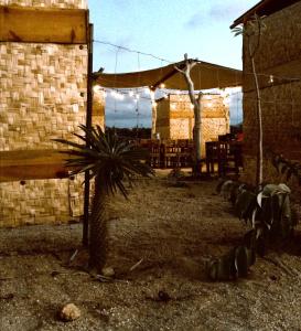 a patio with a potted plant in front of a building at Sunset Paradise - Todos Santos in Todos Santos