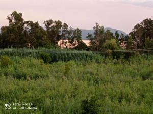 a field of tall grass with trees in the background at Sunshine Apartment in Preveza