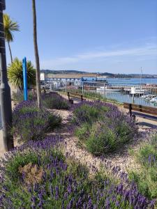 - un jardin avec des fleurs violettes à côté d'une plage dans l'établissement Cleve Court Hotel, à Paignton