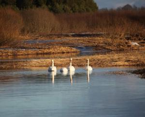 grupa białych ptaków pływających w wodzie w obiekcie Krastmslas w mieście Smaltāni